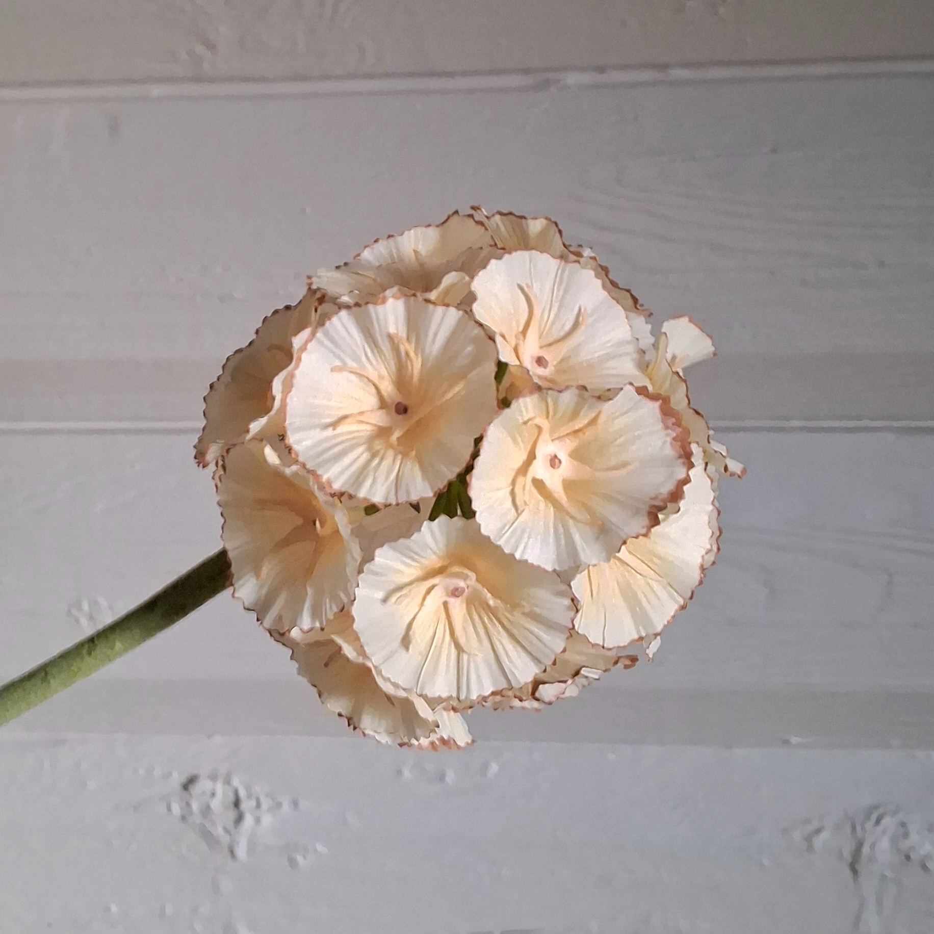 Skøn råhvid Scapiosa stilk