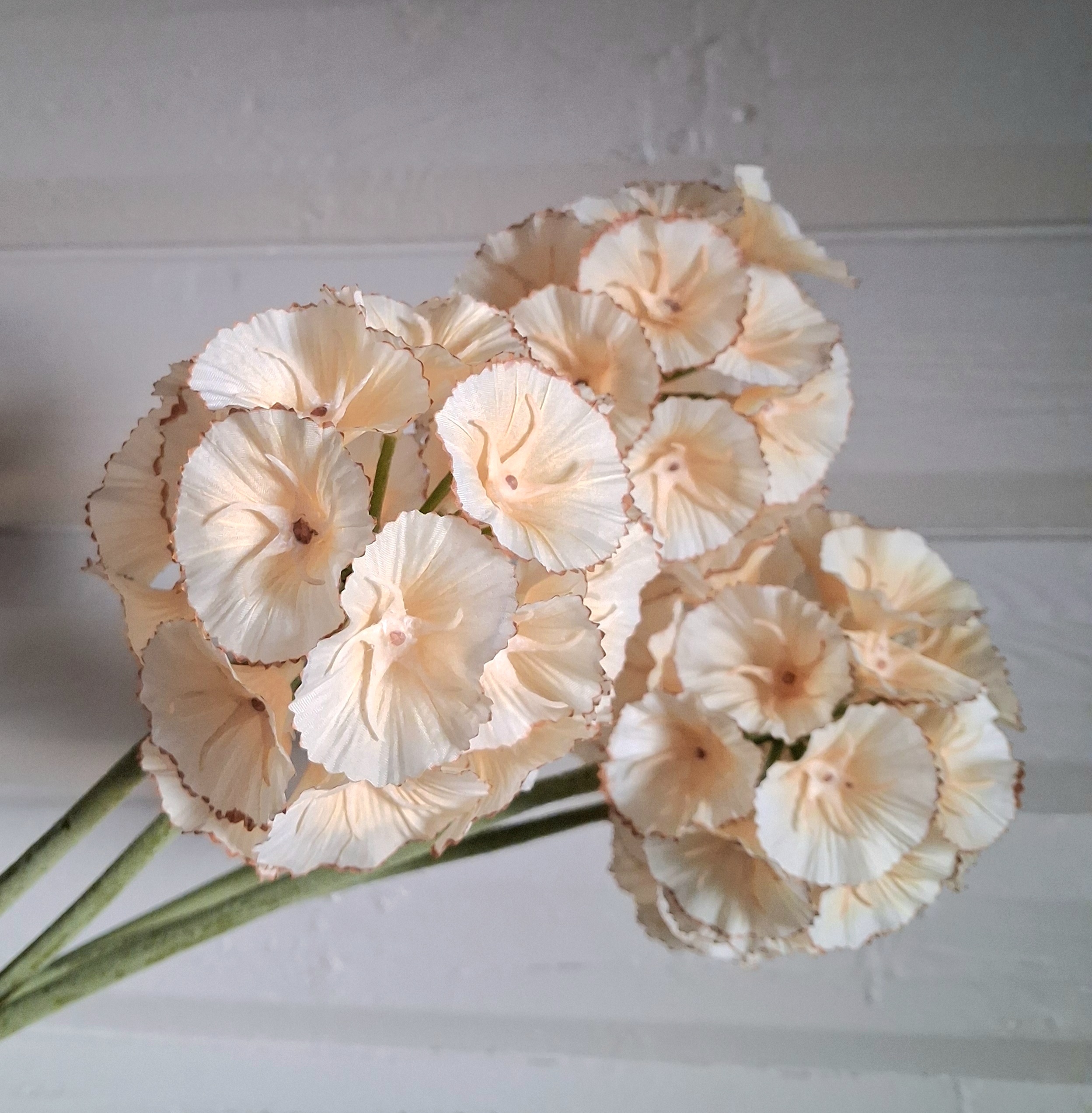 Skøn råhvid Scapiosa stilk