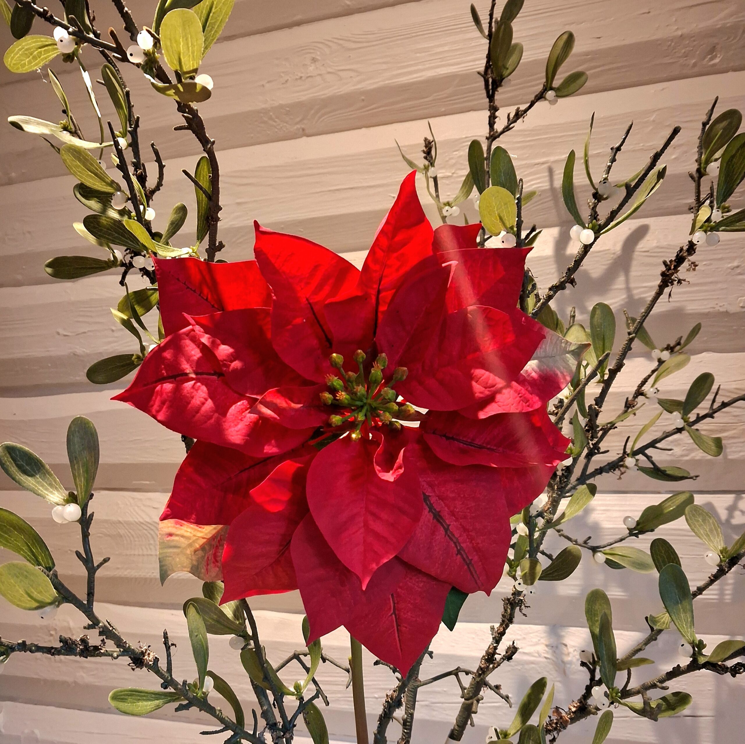 Flot stor vinrød julestjerne stilk