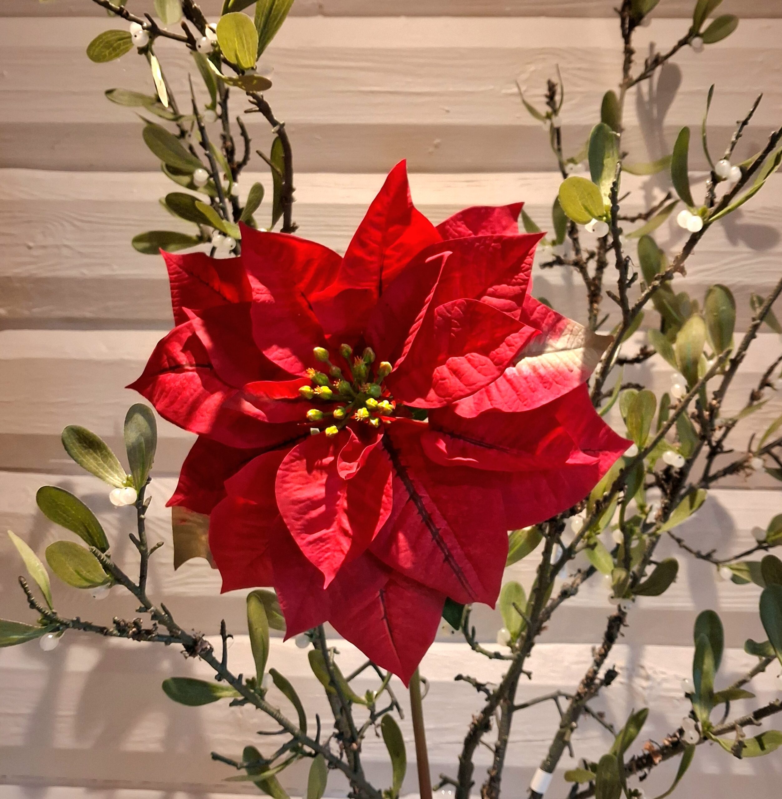 Flot stor vinrød julestjerne stilk