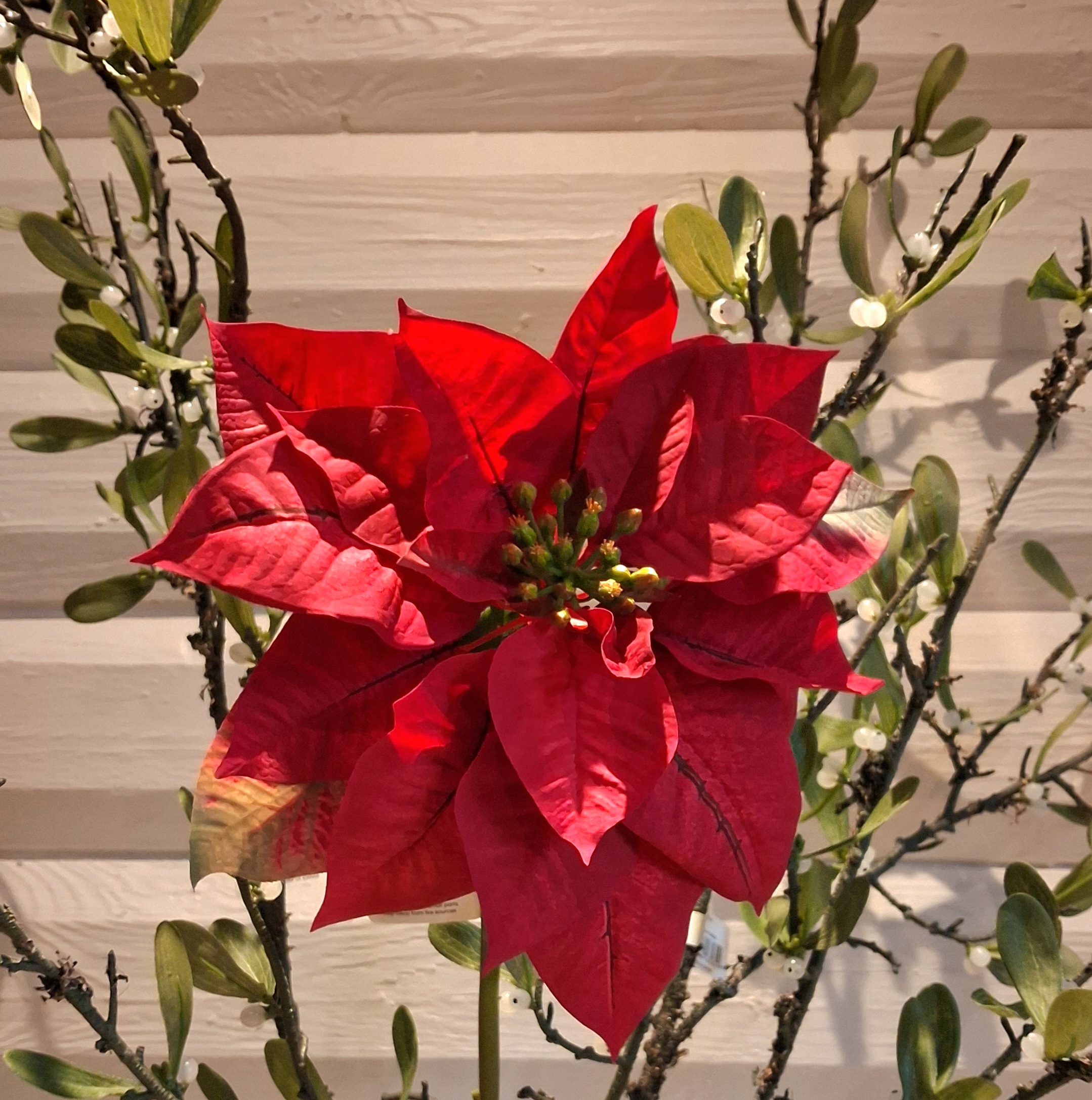 Skøn stor vinrød julestjerne stilk