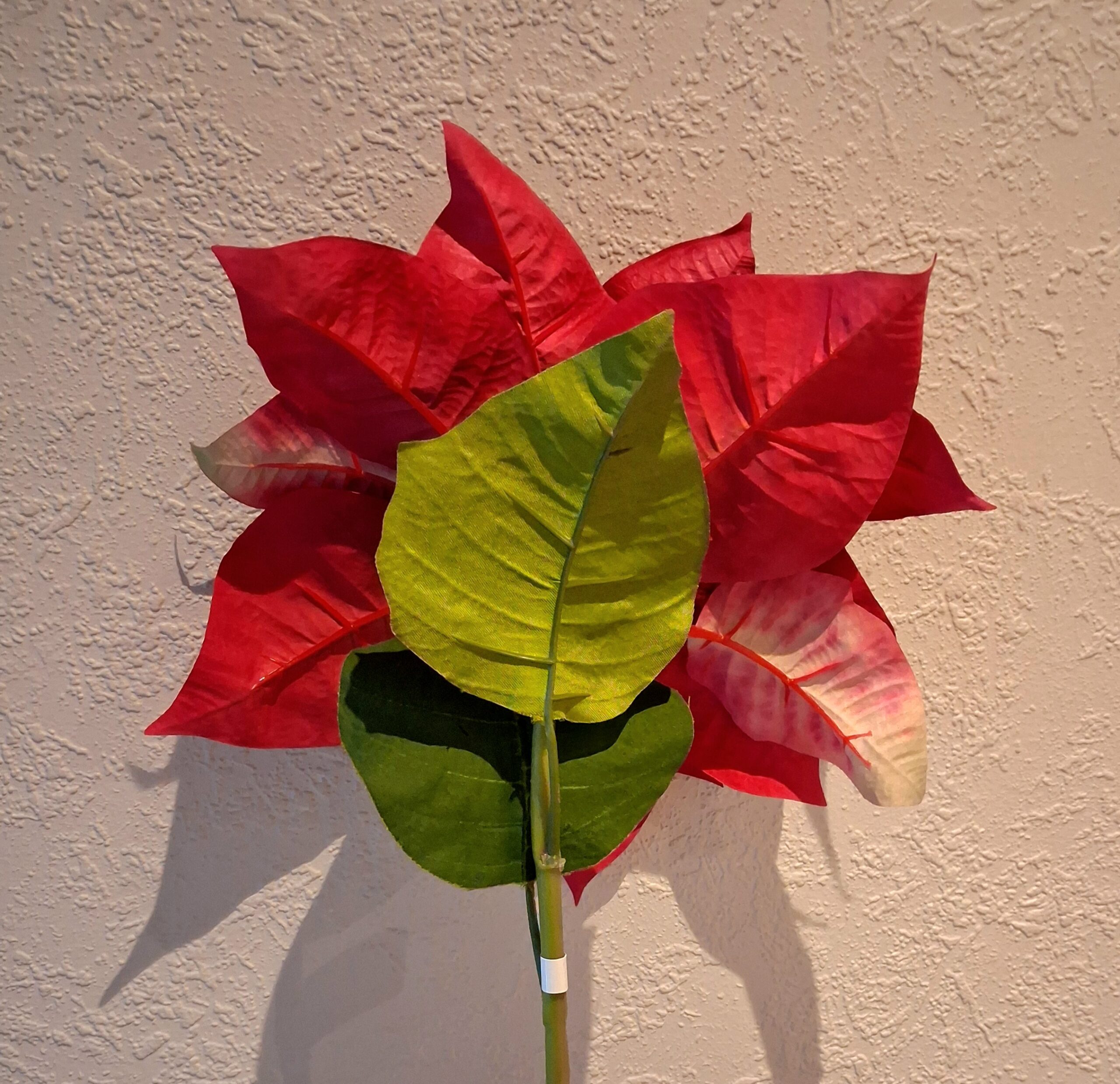 Flot stor vinrød julestjerne stilk