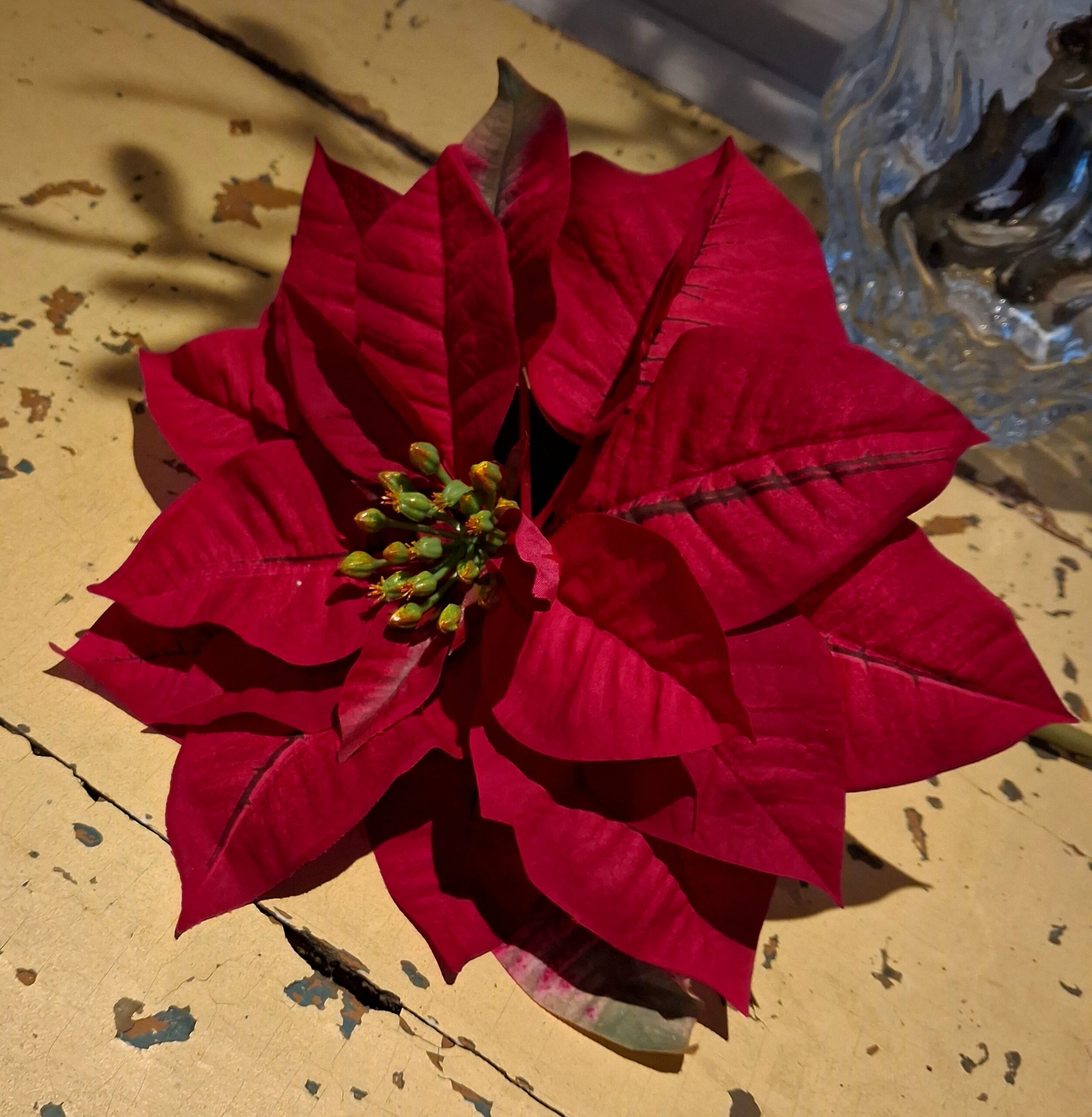 Flot stor vinrød julestjerne stilk