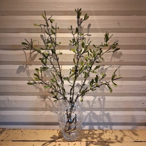 Stor Mistelten gren med små hvide bær – flot rustik