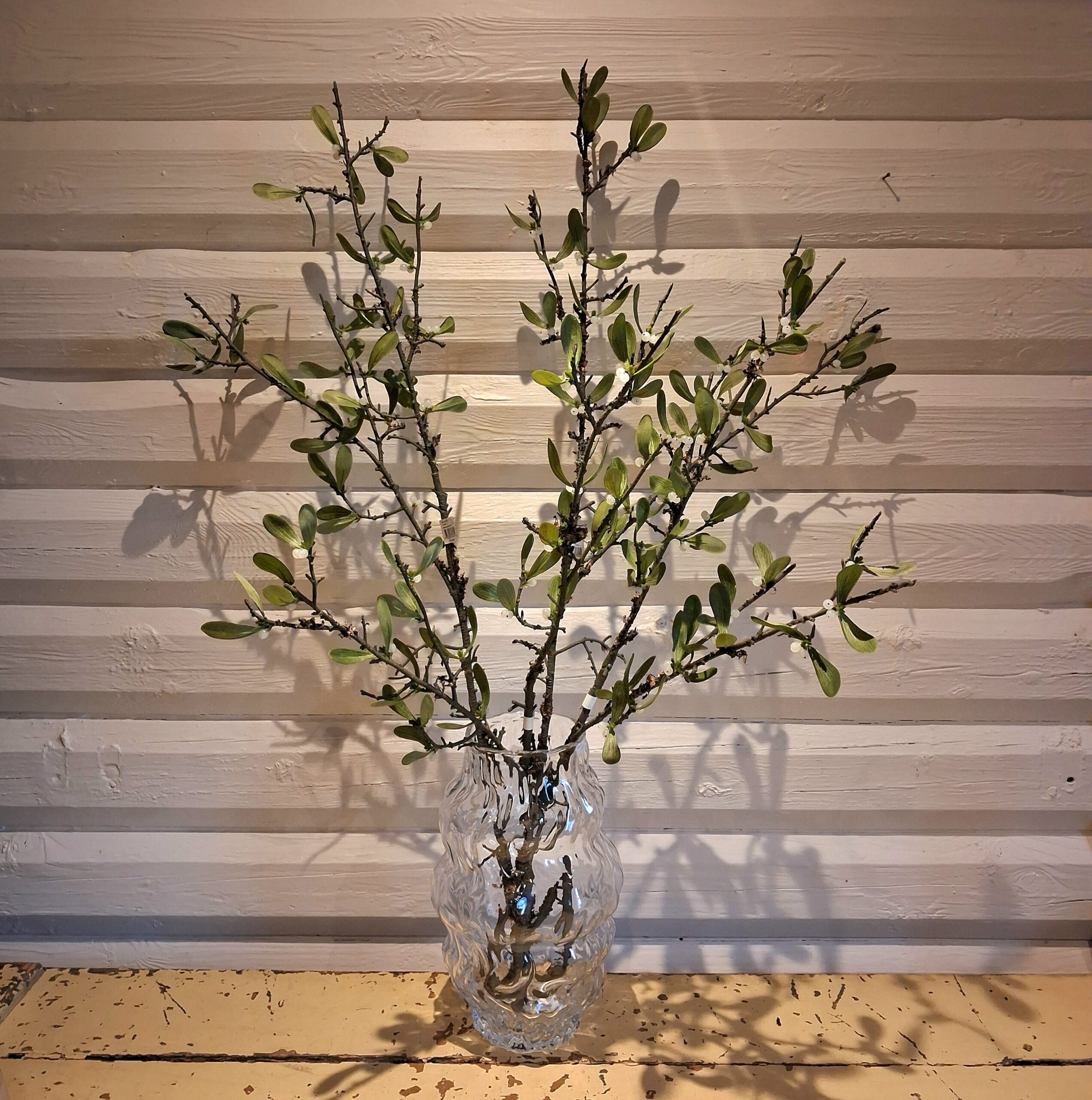 Stor Mistelten gren med små hvide bær