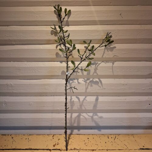 Stor Mistelten gren med små hvide bær – flot rustik