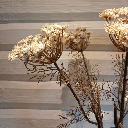 Vild Gulerod råhvid stilk med smukt hoved