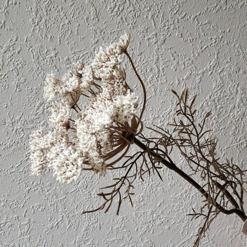 Vild Gulerod råhvid stilk med smukt hoved