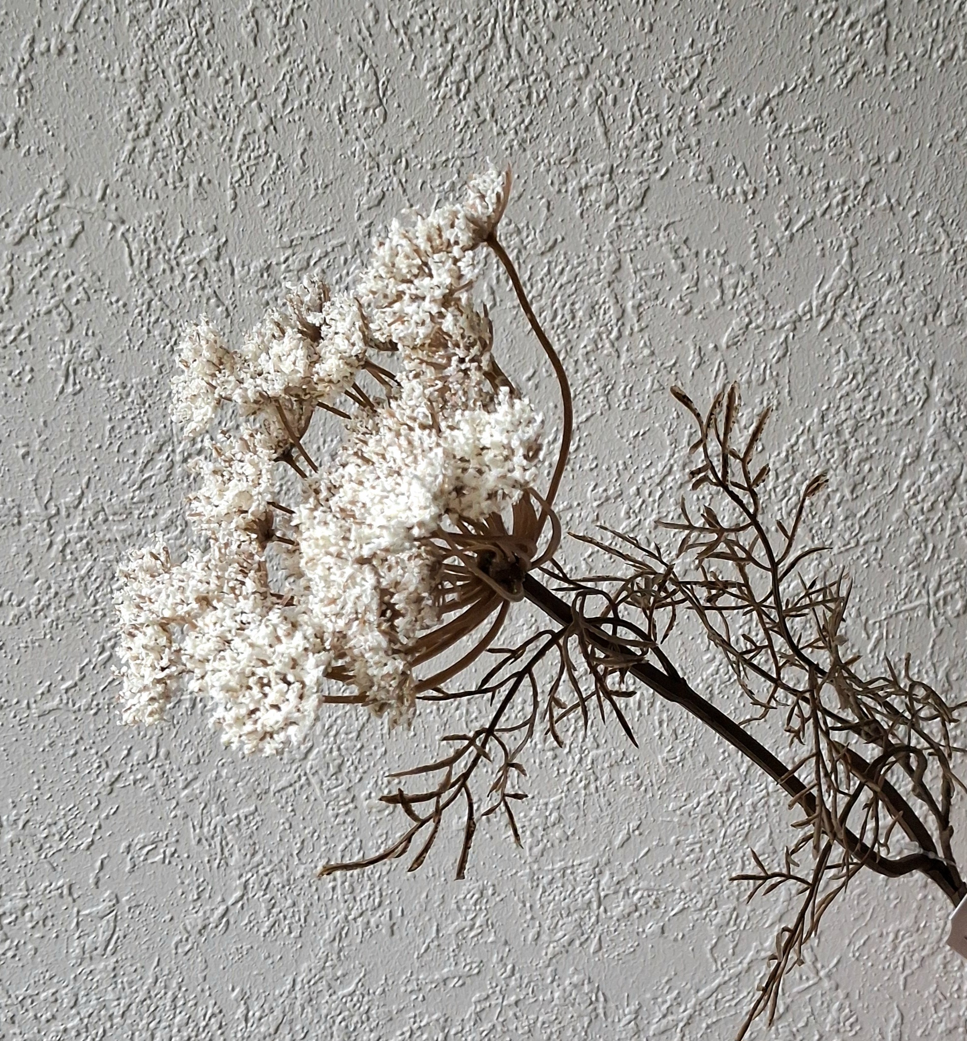 Vild Gulerod råhvid stilk