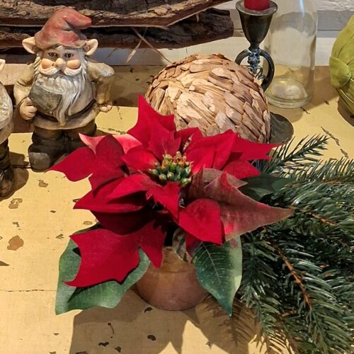 Skøn rød julestjerne i potte