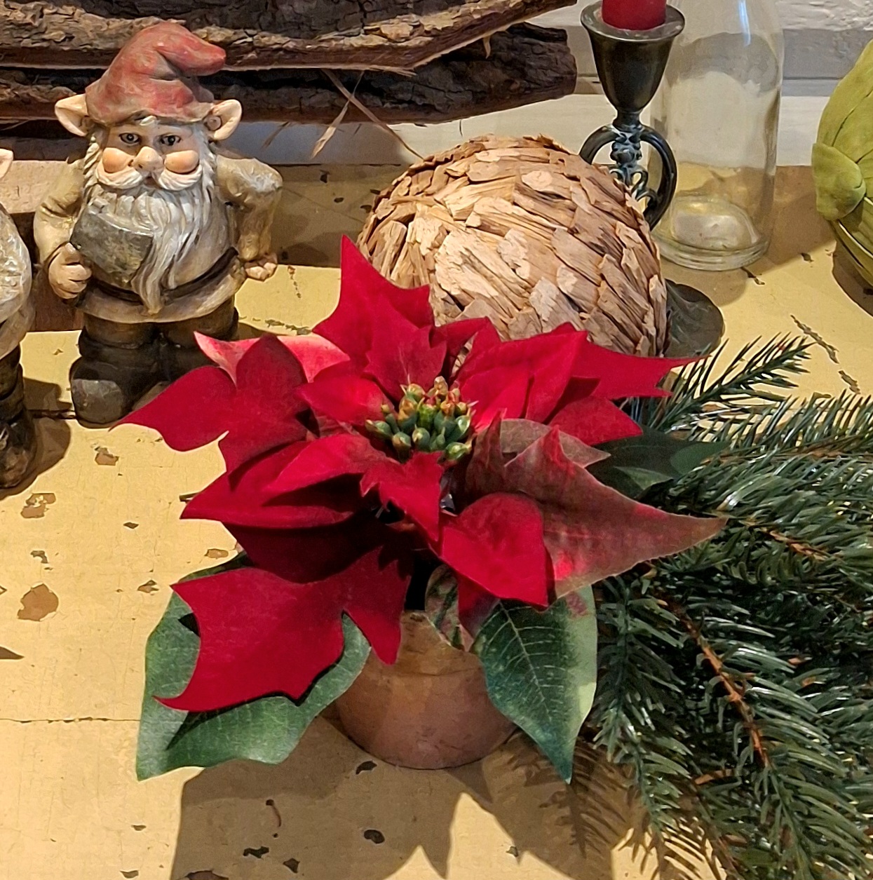 Skøn rød Julestjerne i potte