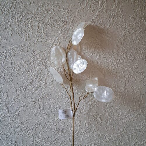 Flot hvid perlemor Judaspenge stilk – Lunaria