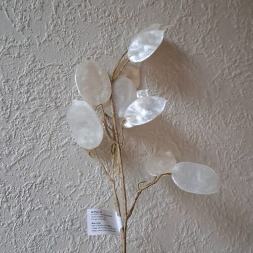Flot hvid perlemor Judaspenge stilk – Lunaria