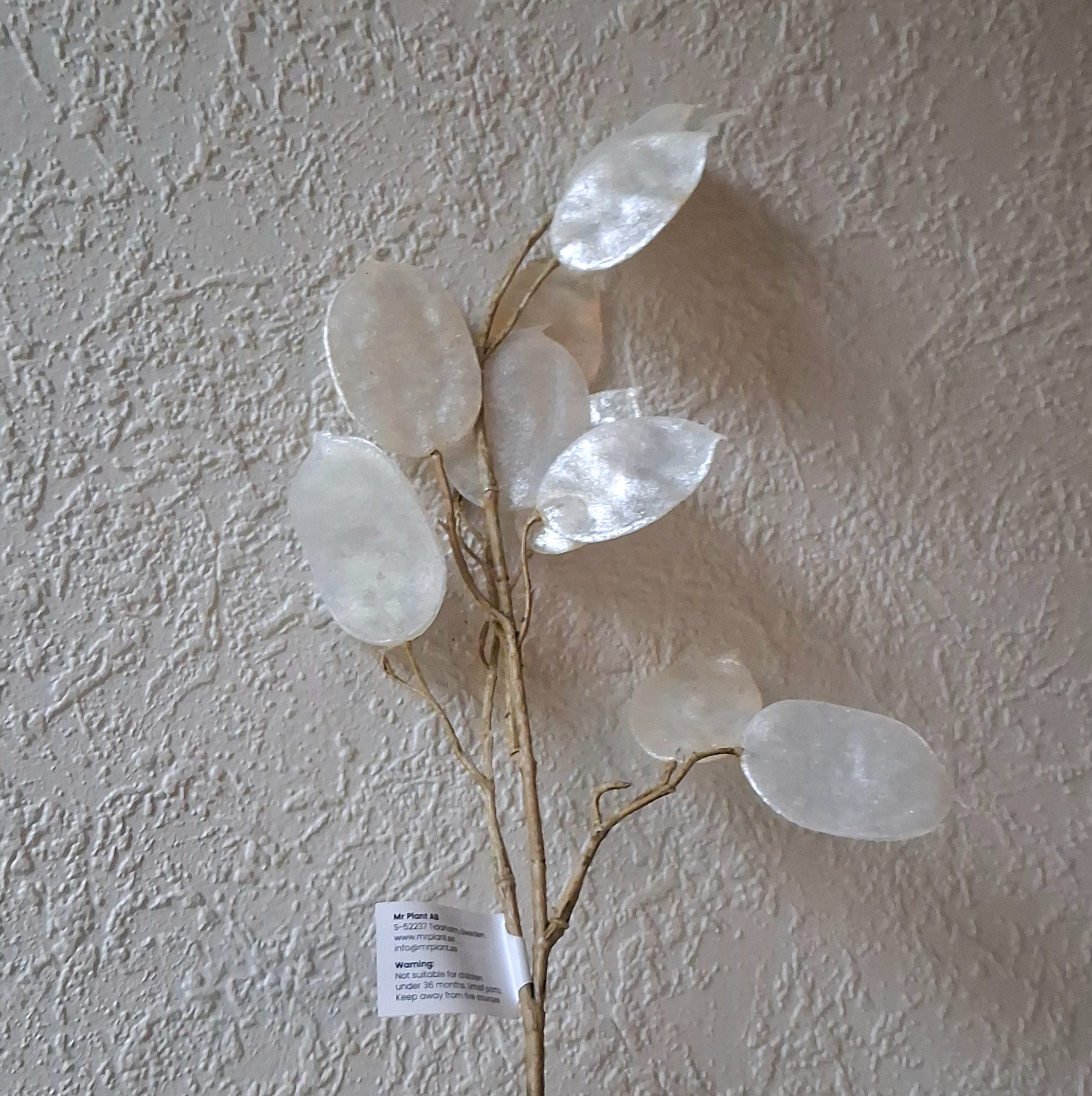 Flot hvid perlemor Judaspenge stilk - Lunaria