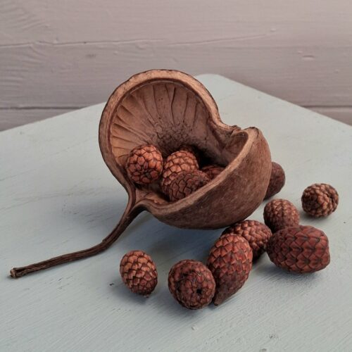 Store Buddha Nuts med stilk til dekoration