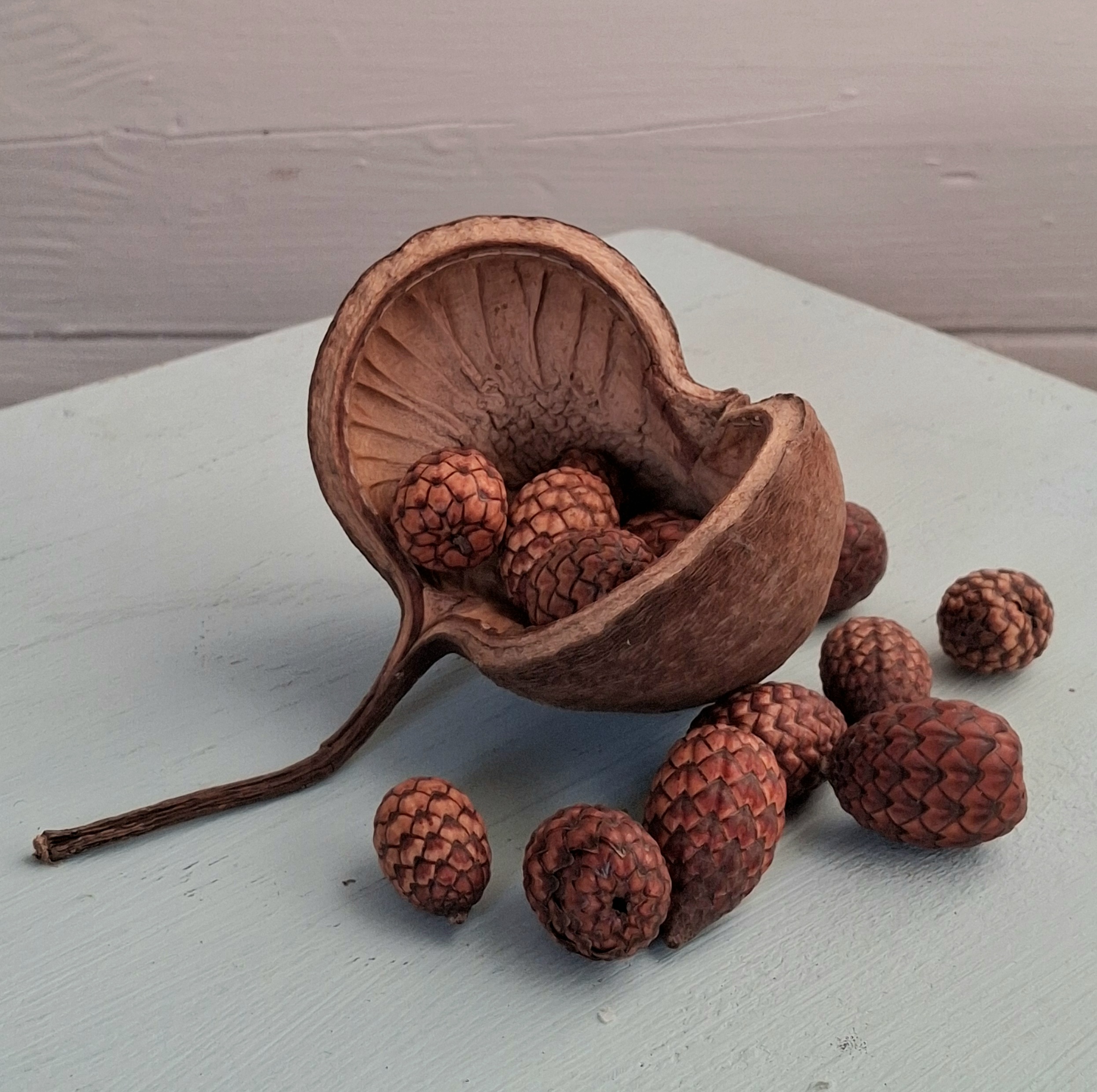 Store Buddha Nuts med stilk til dekoration