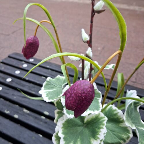 Søde Vibeæg – fine naturtro