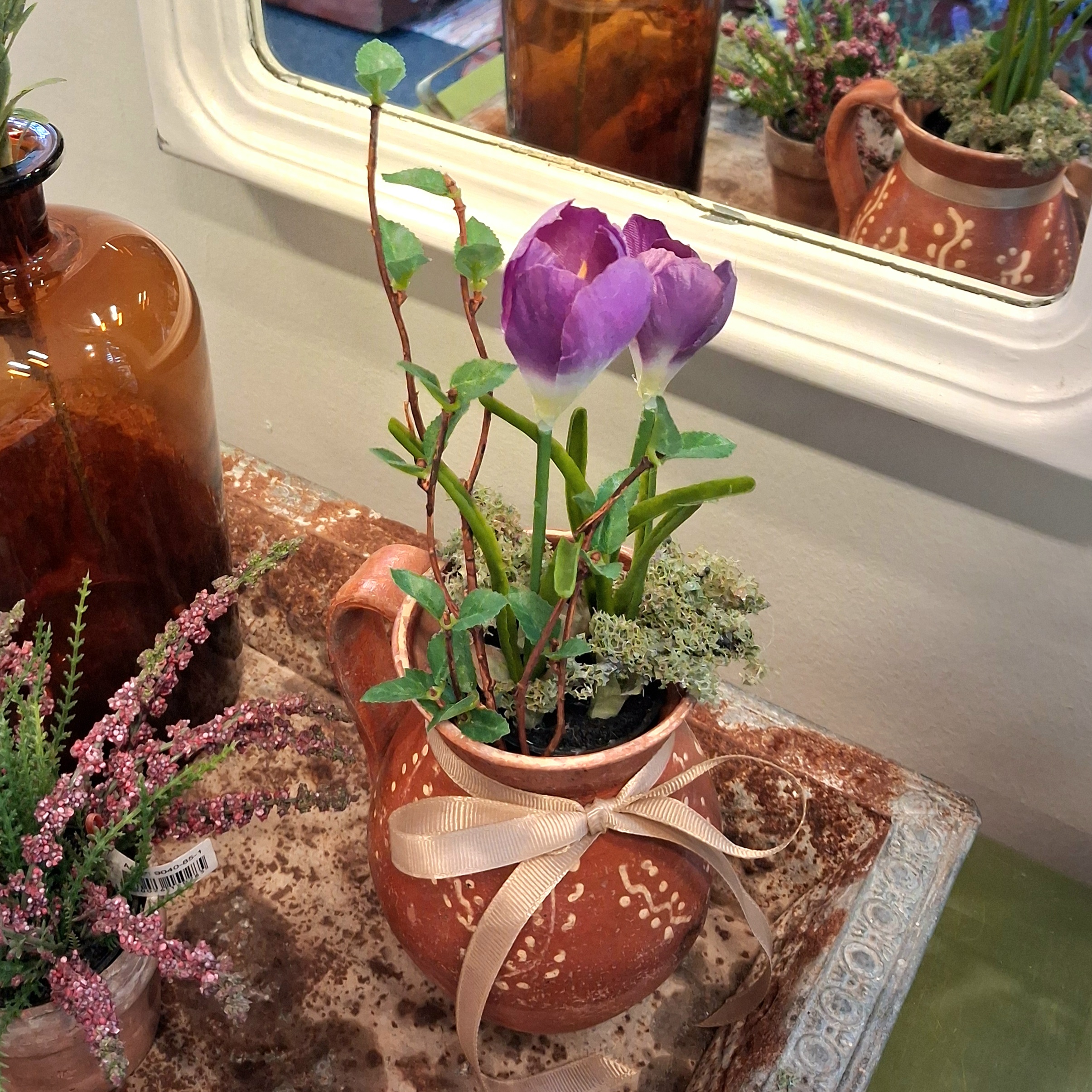 Krokus lilla - den sødeste forårs blomst i potte