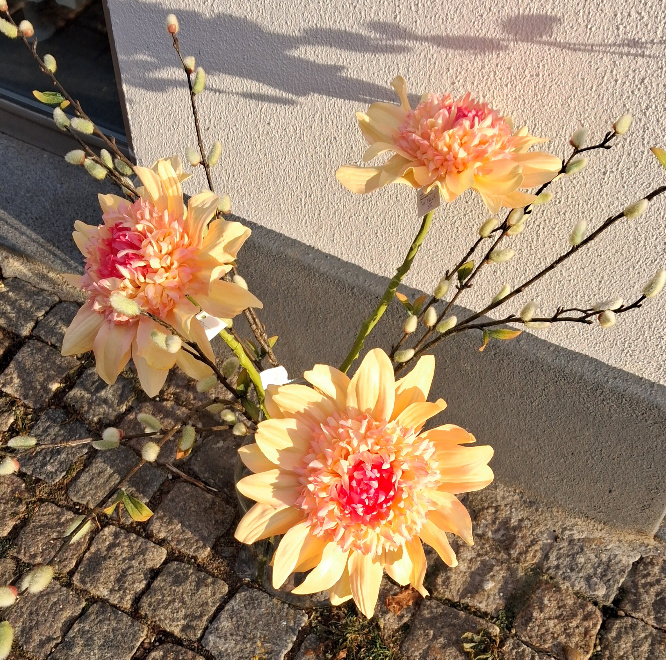 Stor Dahlia - flot fersken/rosa blomsterstilk