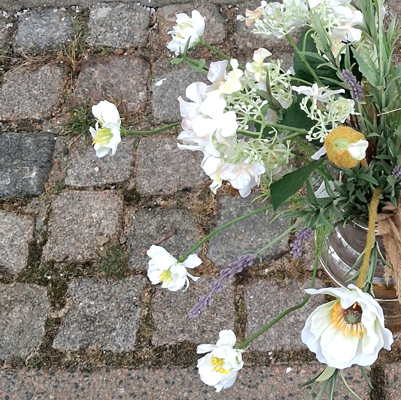 Cosmea
