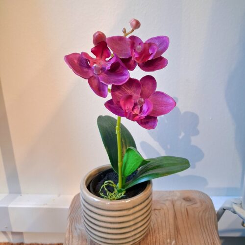 Orkide cerise i potte – minimix