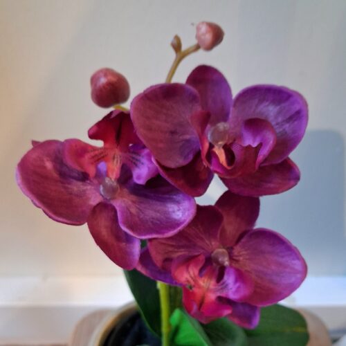Orkide cerise i potte – minimix