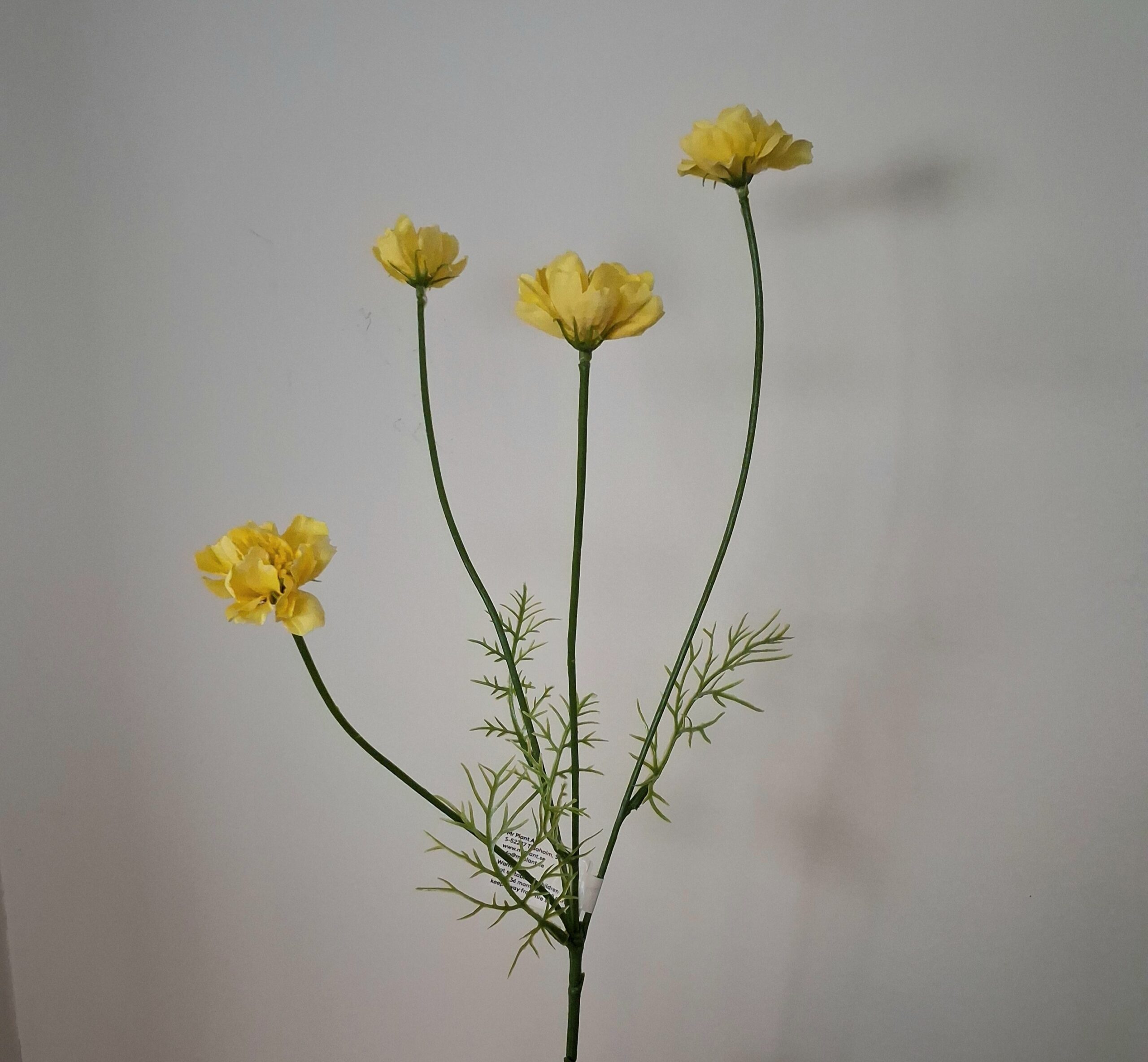 Cosmea med søde gule blomster og lange stilk