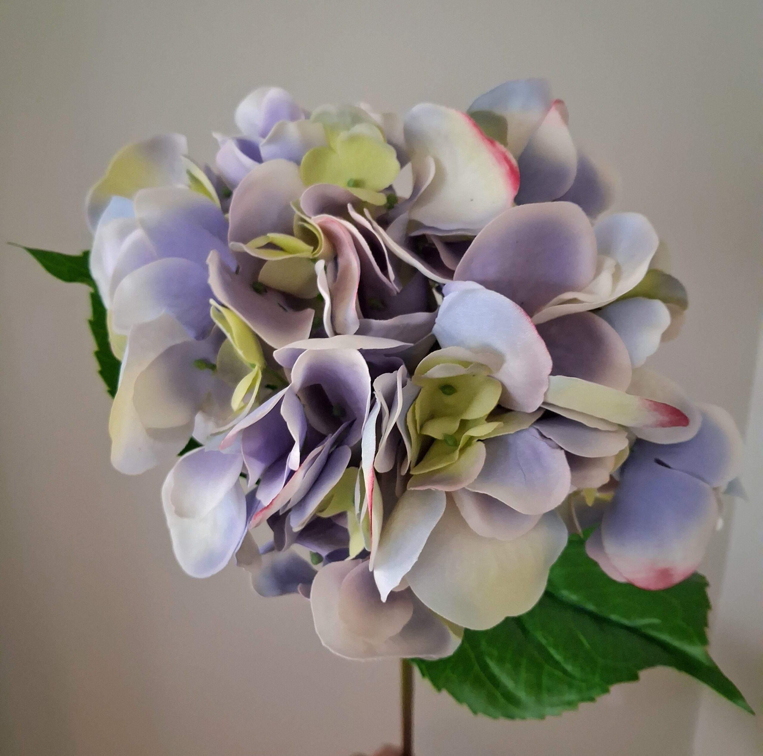 Hortensia pastel lilla