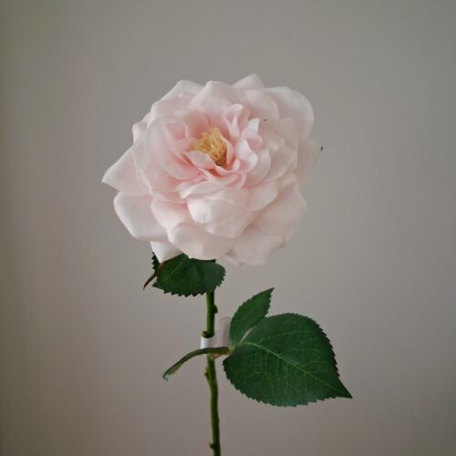 Smuk sart lyserød rose – flot og fyldig “Real Touch”