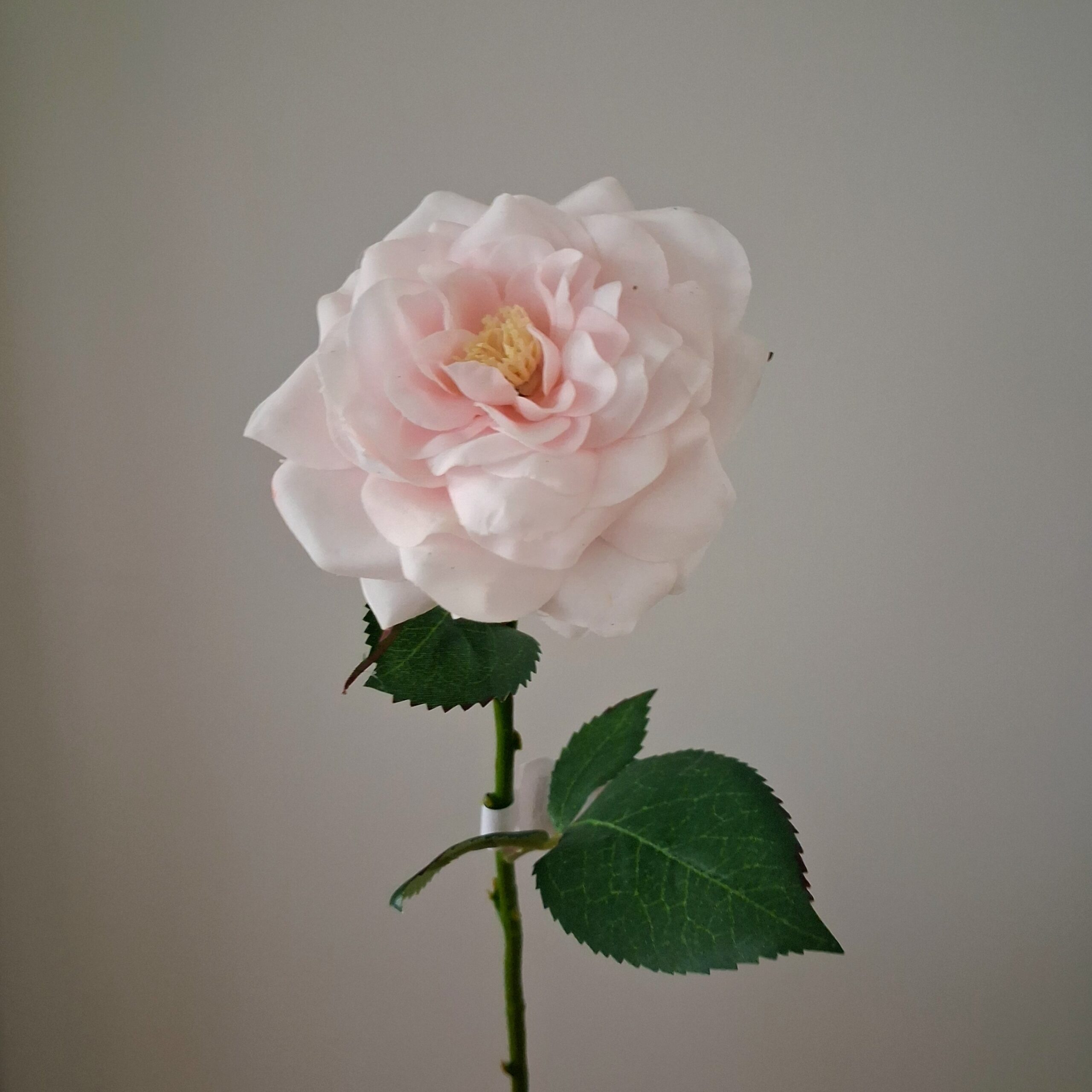 Smuk sart lyserød Rose - flot og fyldig