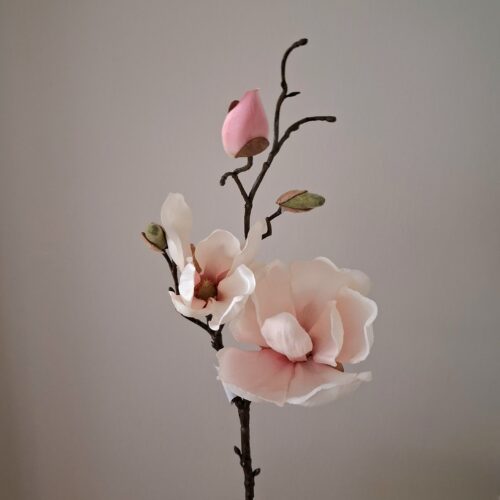 Rosa Magnolie – stor smuk flergrenet stilk