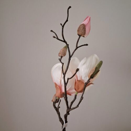 Rosa Magnolie – stor smuk flergrenet stilk