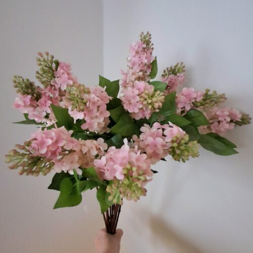 Syrén rosa med flot blomsterhoved
