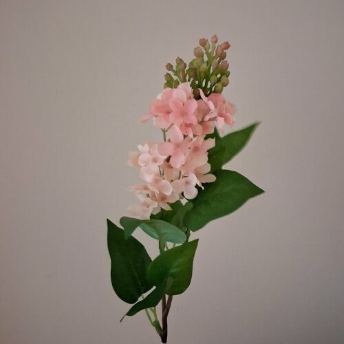 Syrén rosa med flot blomsterhoved