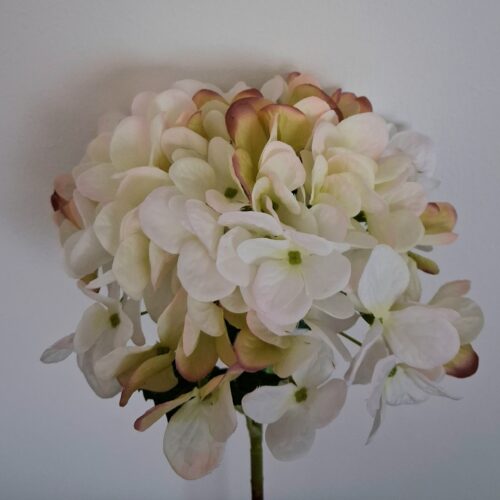 Hortensia rustik råhvid – stort flot blomster hoved
