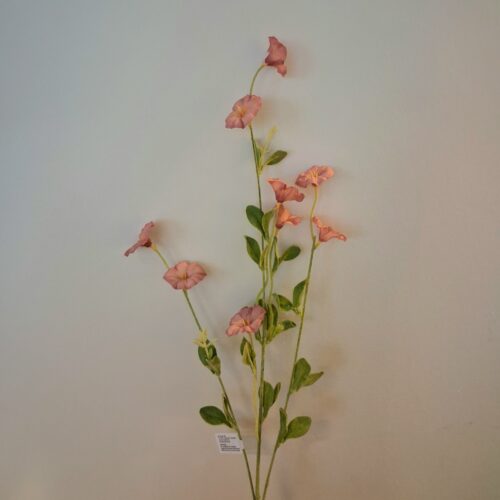 Morning Glory gammelrosa stilk – flot Ipomea Morgen Herlighed