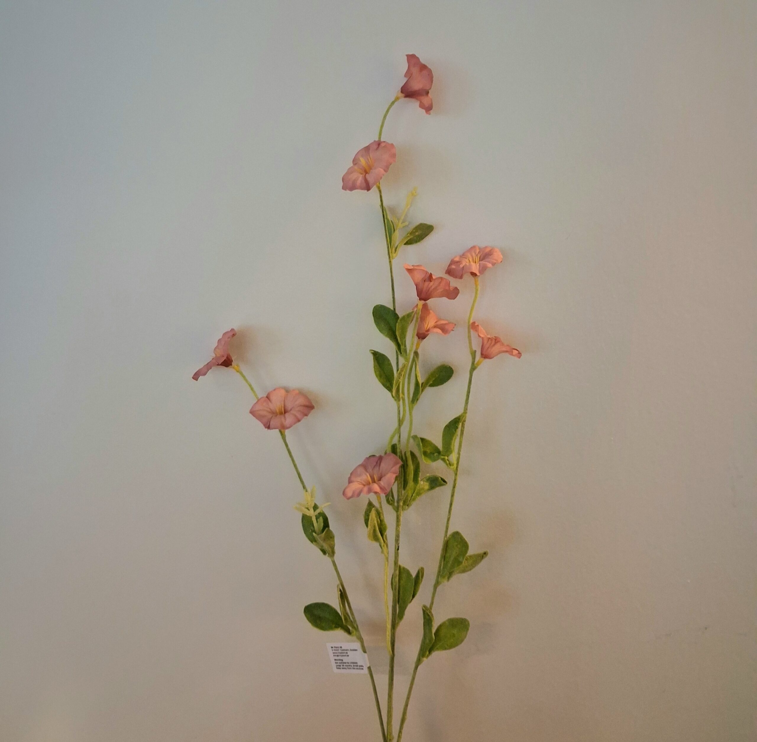 Morning Glory gammelrosa stilk