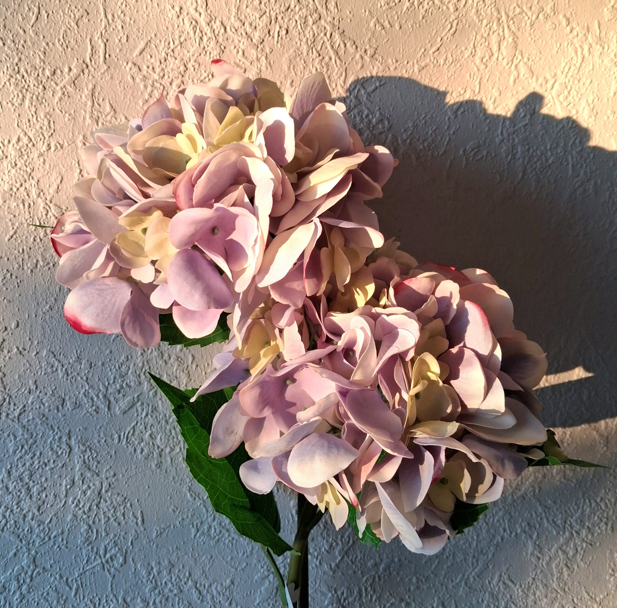 Smukke Hortensia i aftensolen