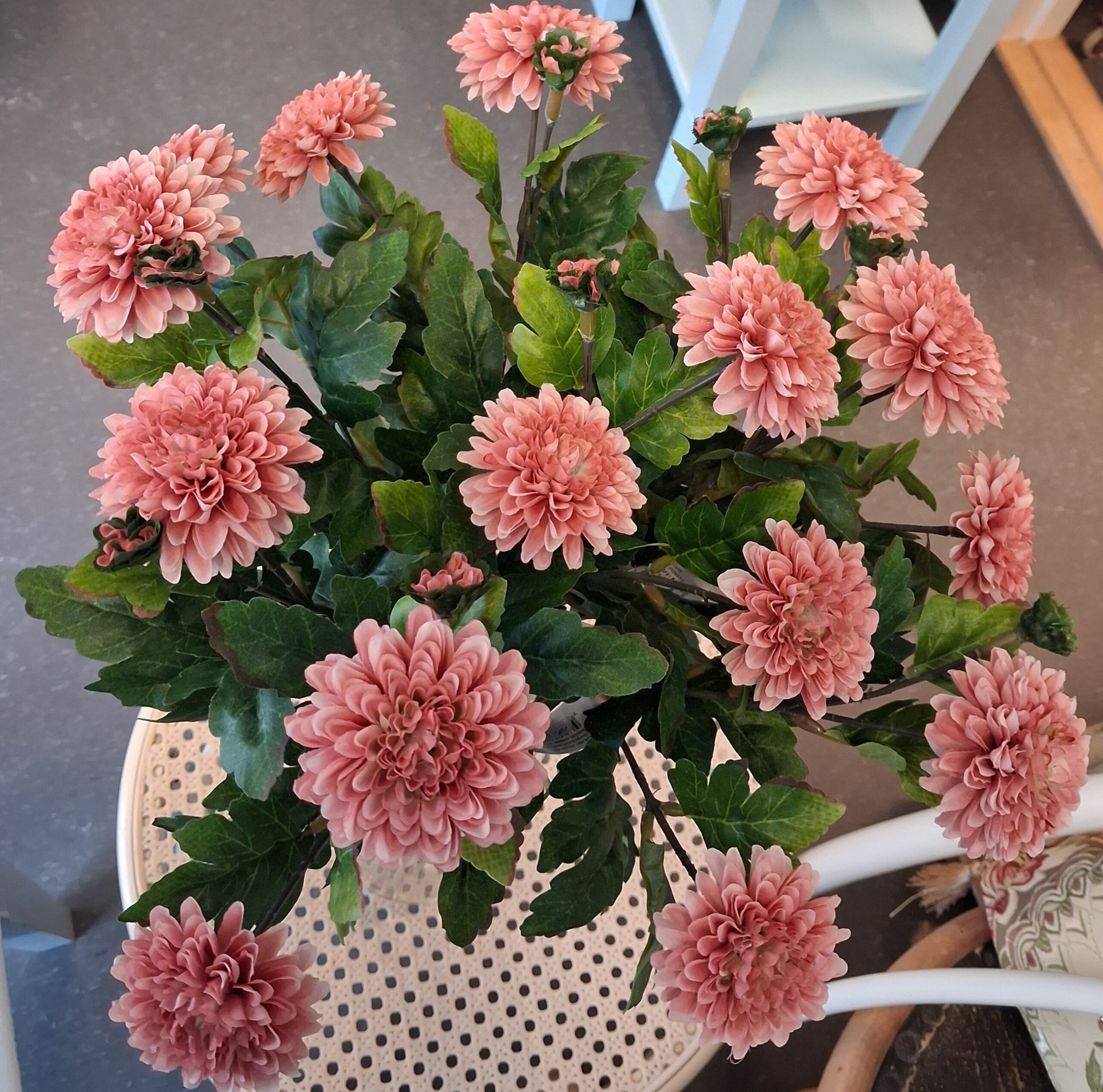 Smukke gammelrosa Krysantemum