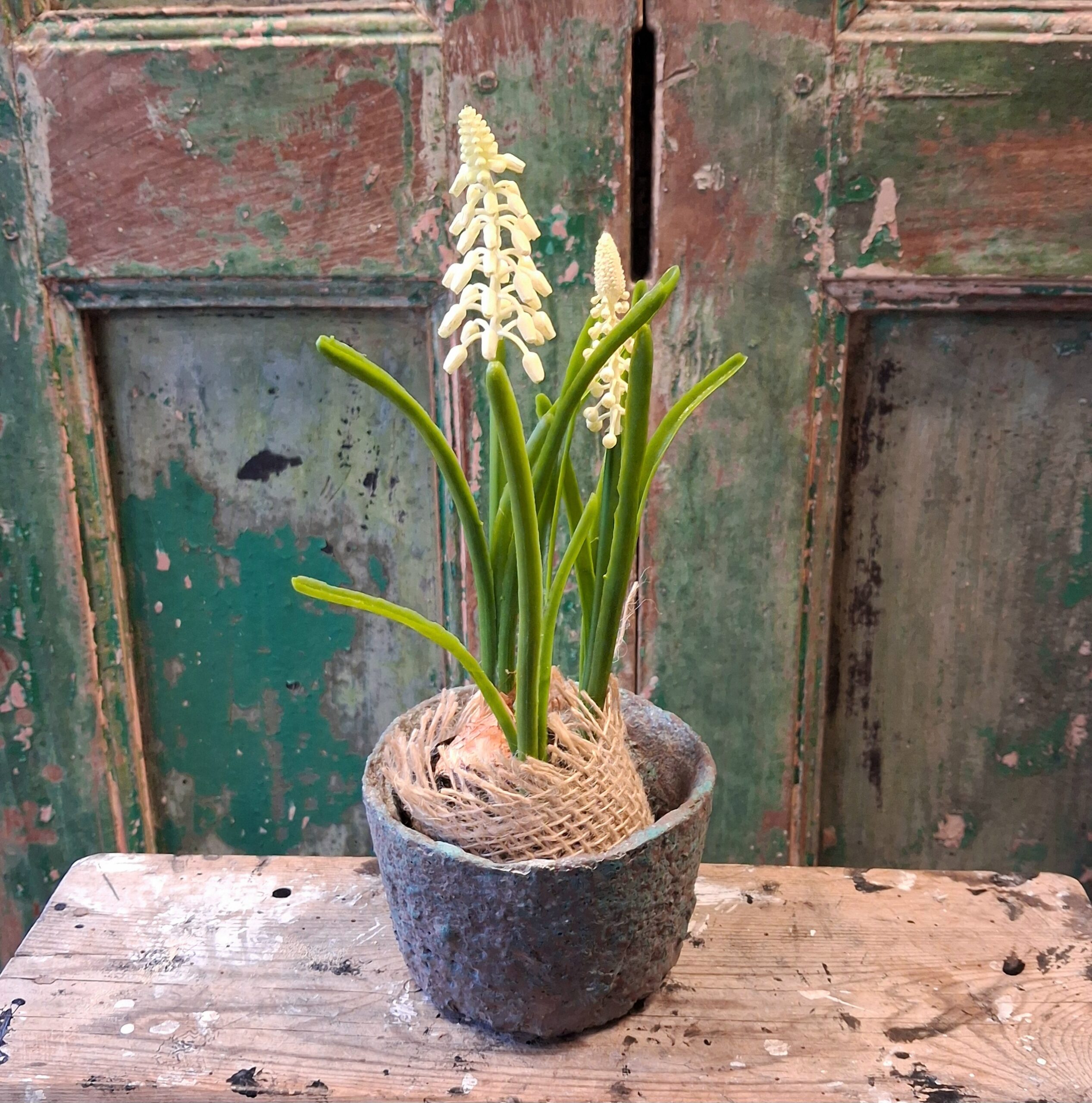 Perlehyacint hvid i potte - sød og fin