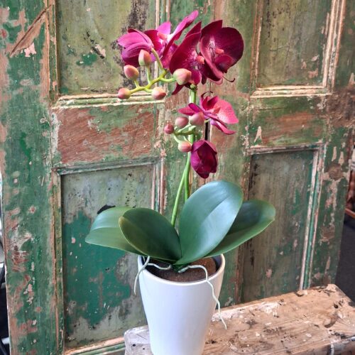 Orkidé cerise 2-grenet med flotte blomster