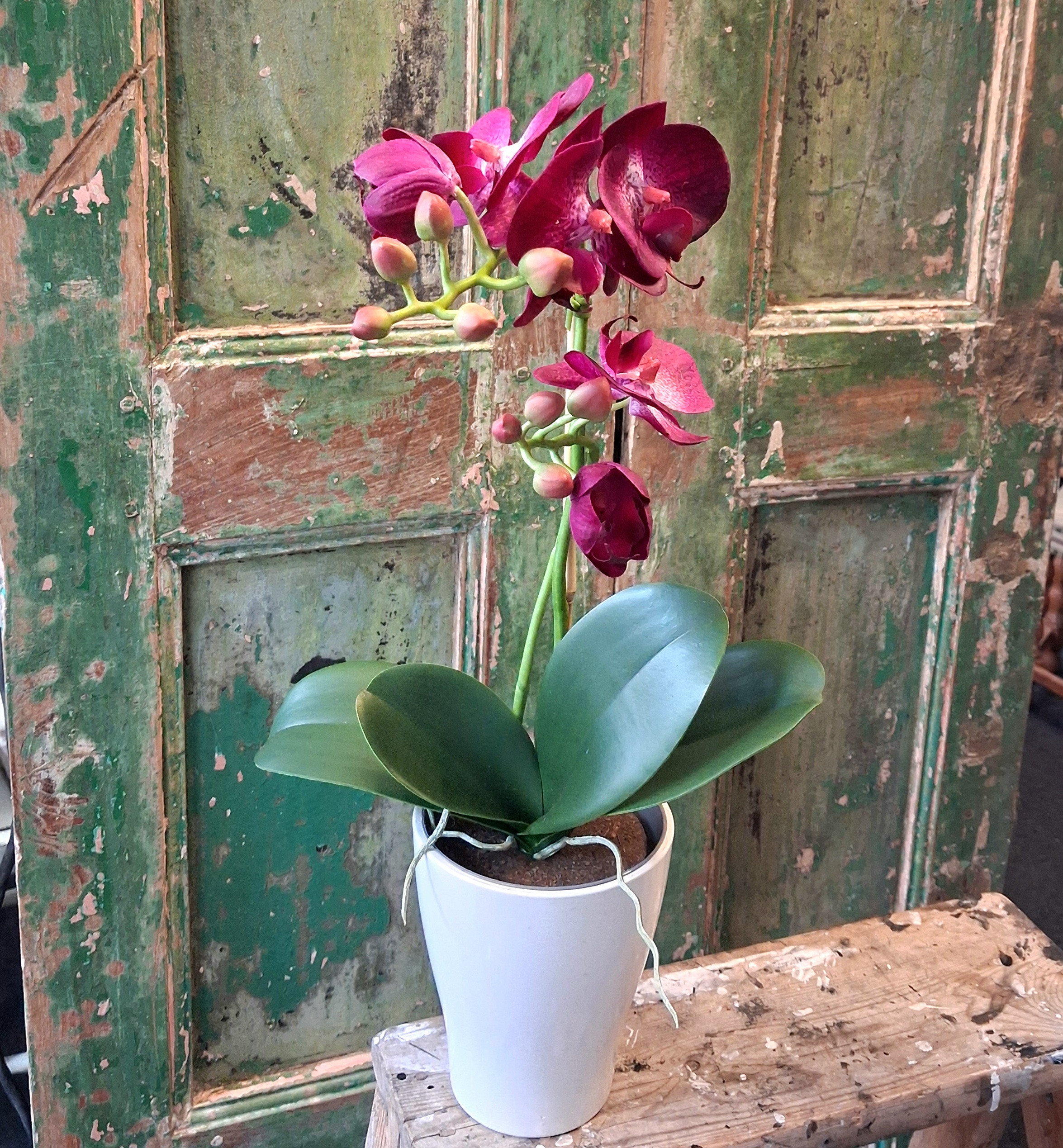 Orkide cerise 2-grenet med flotte blomster