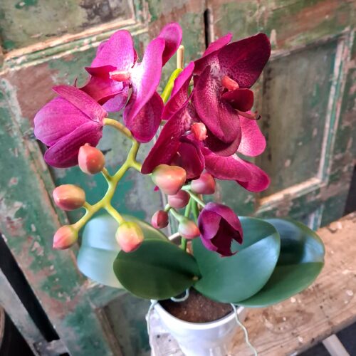 Orkidé cerise 2-grenet med flotte blomster