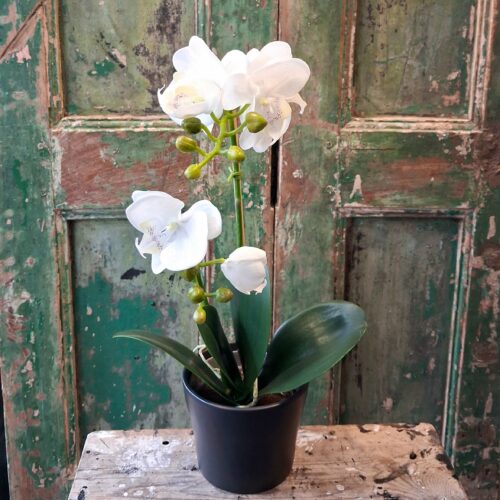 Orkidé hvid 2-grenet med flotte blomster