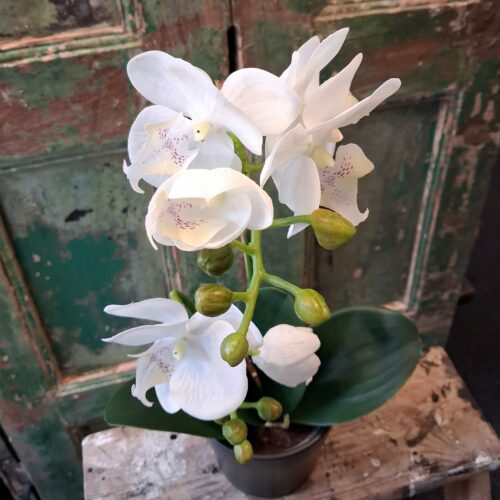 Orkidé hvid 2-grenet med flotte blomster