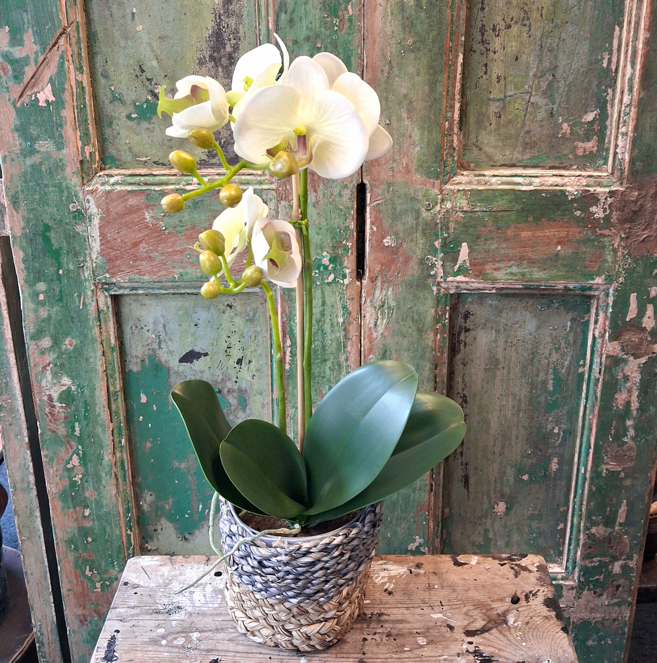 Orkide hvid/grønlig 2-grenet med flotte blomster