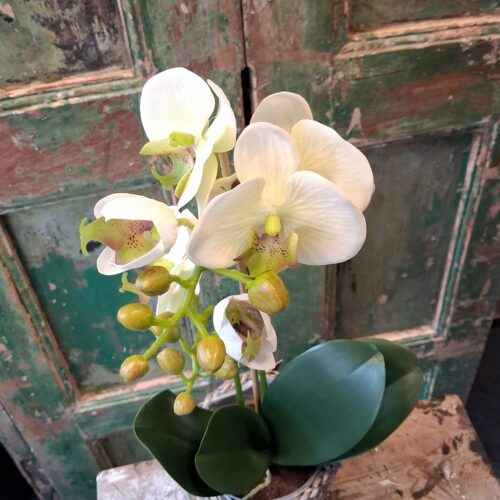 Orkidé hvid/grønlig 2-grenet med flotte blomster