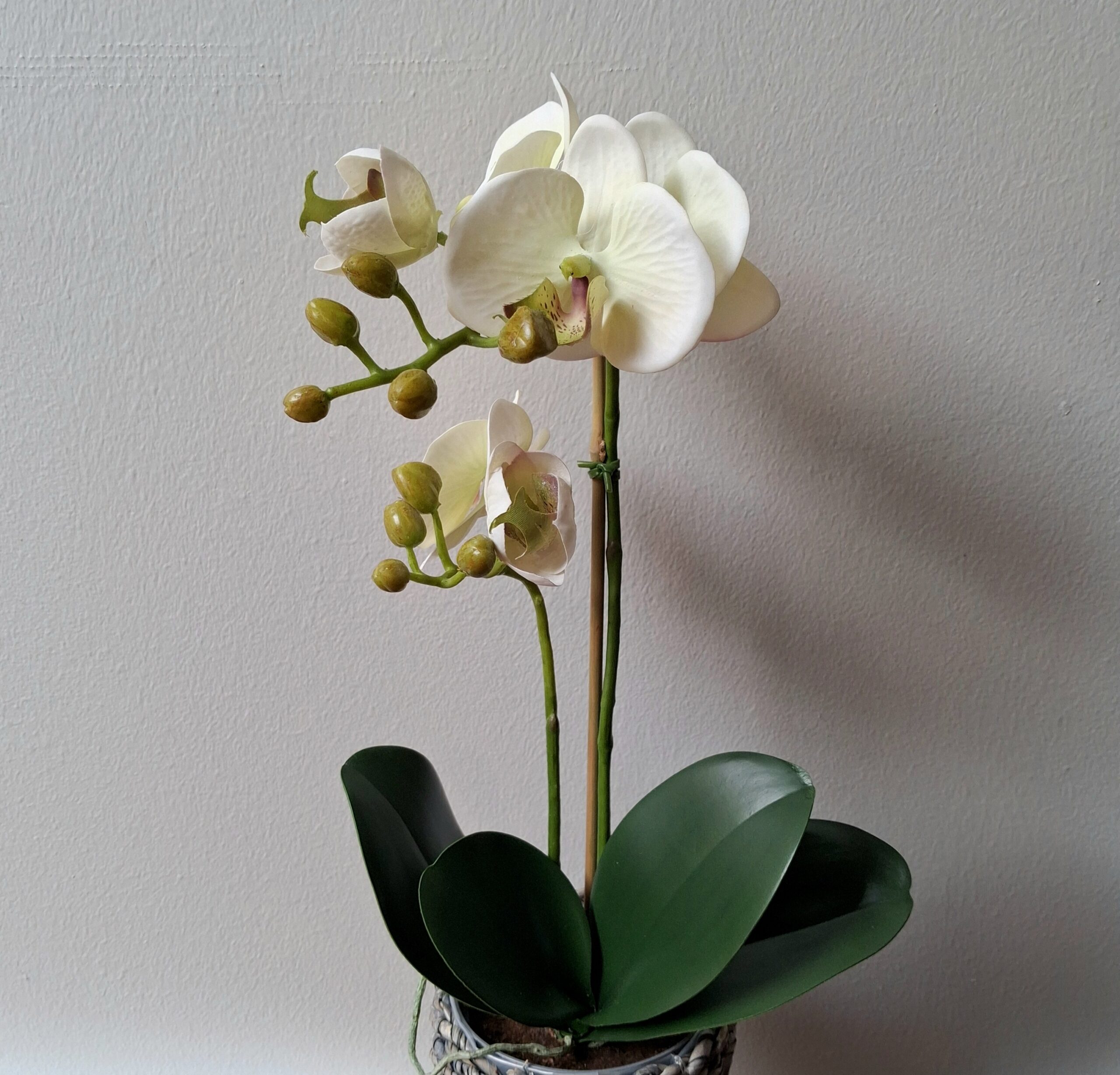 Orkide hvid/grønlig 2-grenet