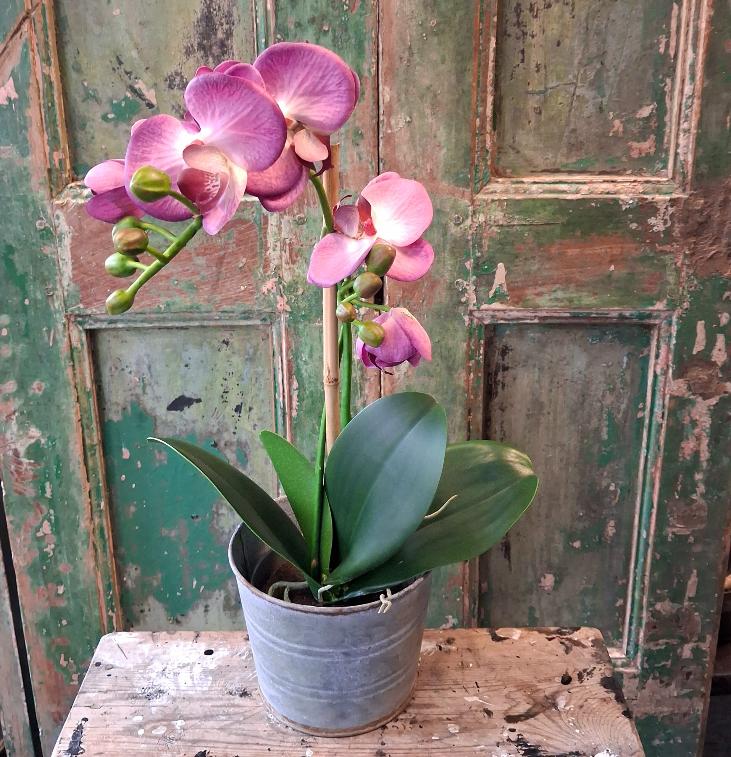 Orkide lilla 2-grenet med flotte blomster