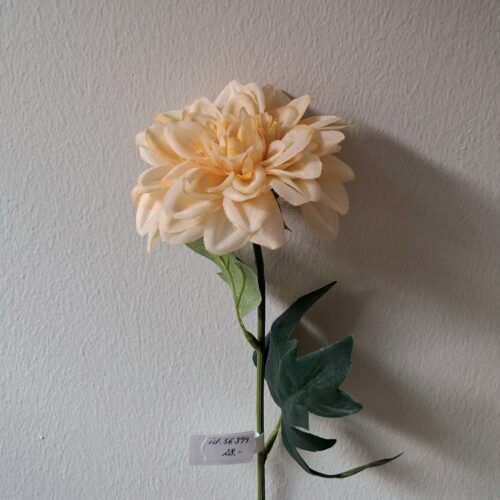 Zinnia fin creme – flot blomsterstilk